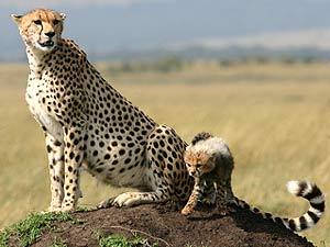 safaris en kenya 2012