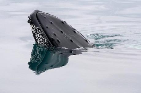 Sudáfrica: ballenas en Hermanus