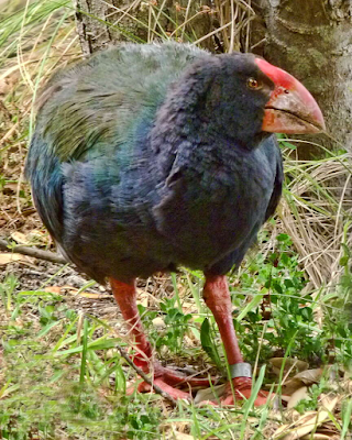 El takahe: la historia de un retorno inesperado El takahe: la historia de un retorno inesperado