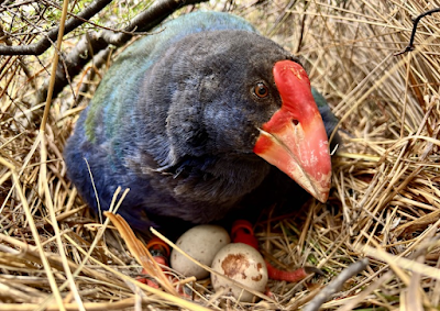 El takahe: la historia de un retorno inesperado El takahe: la historia de un retorno inesperado