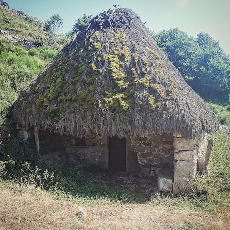 SOMIEDO, el reducto del oso pardo