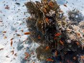 Soluciona balde Hockey Attack referente modo demo