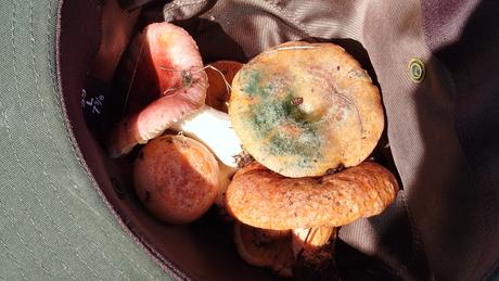 Ruta circular desde La Molina al Refugio de Segremorta | Cerdanya Ruta circular desde La Molina al Refugio de Segremorta | Cerdanya