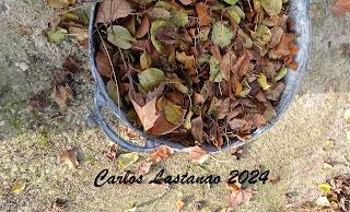 Las hojas, tesoro del otoño