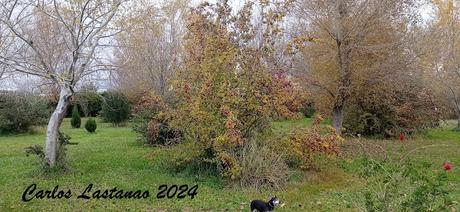 Las hojas, tesoro del otoño Las hojas, tesoro del otoño
