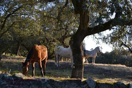 XVII Ruta Senderista Los Doce Apóstoles 2024