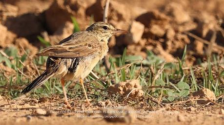 Bisbita campestre