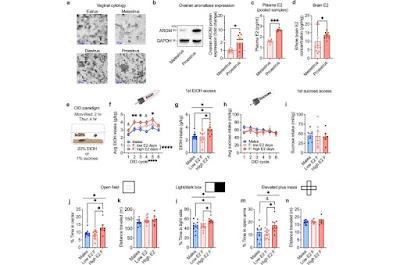 El estrógeno elevado estimula el consumo excesivo de alcohol