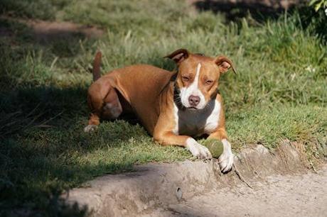 ¡Descubre los secretos de balnearios con perros para tu próximo viaje!