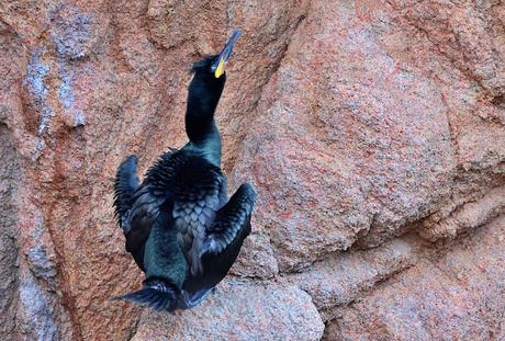 Cormorán moñudo en Invierno