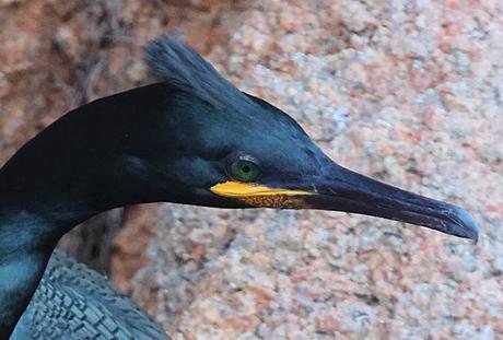Cormorán moñudo en Invierno