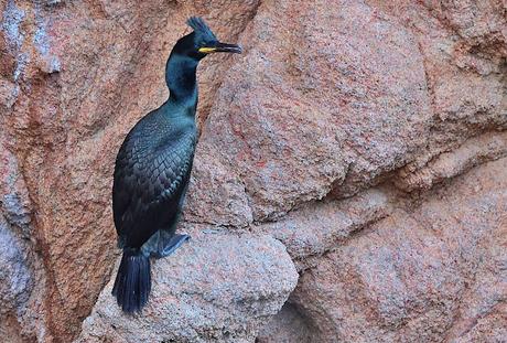 Cormorán moñudo en Invierno