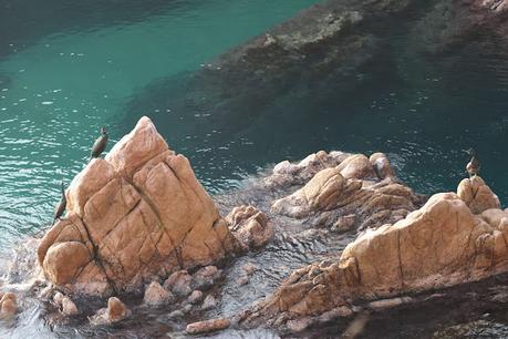 Cormorán moñudo en Invierno