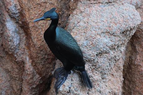 Cormorán moñudo en Invierno