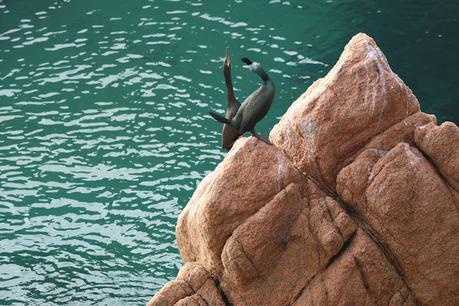 Cormorán moñudo en Invierno