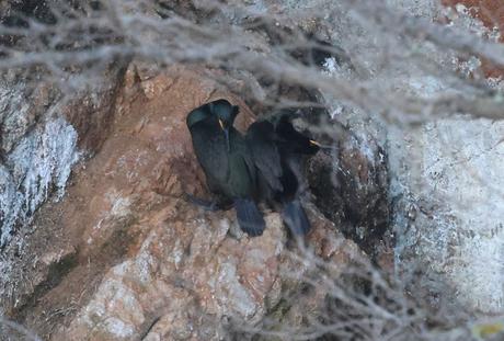 Cormorán moñudo en Invierno