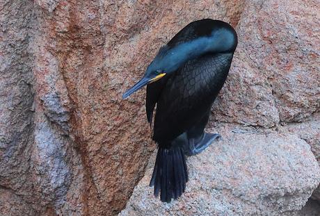 Cormorán moñudo en Invierno