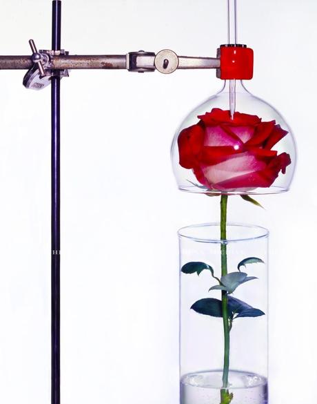 Qué es la tecnología Headspace Nature print ScentTreck Jungle essence firmenich Givaudan perfumería taksago mane medioambiente para que sirve Qué es la tecnología Headspace Nature print ScentTreck Jungle essence firmenich Givaudan perfumería taksago mane medioambiente para que sirve