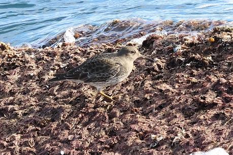 Correlimos oscuro en la escollera del Port de Barcelona: una visita anual