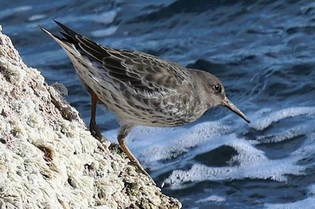 Correlimos oscuro en la escollera del Port de Barcelona: una visita anual