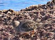 Correlimos oscuro escollera Port Barcelona: visita anual