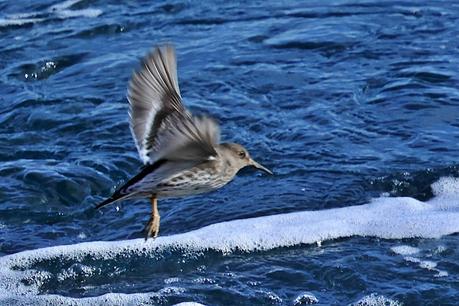 Correlimos oscuro en la escollera del Port de Barcelona: una visita anual