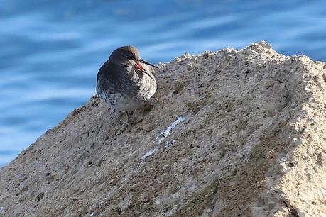Correlimos oscuro en la escollera del Port de Barcelona: una visita anual