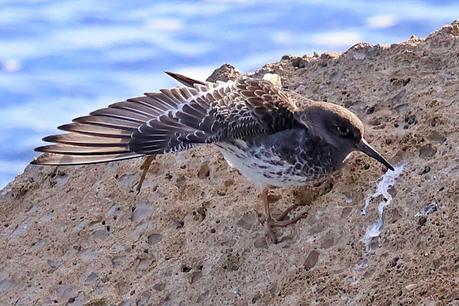 Correlimos oscuro en la escollera del Port de Barcelona: una visita anual