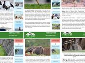 Newsletter Concolor Media