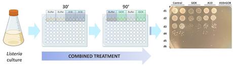Cuando la unión hace la fuerza: dos enzimas se alían para combatir a Listeria