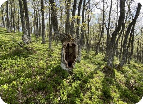 Fauna Montaña Palentina - Abejas Fauna Montaña Palentina - Abejas