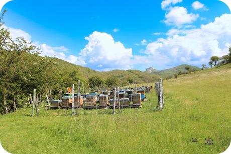 Fauna Montaña Palentina - Abejas Fauna Montaña Palentina - Abejas