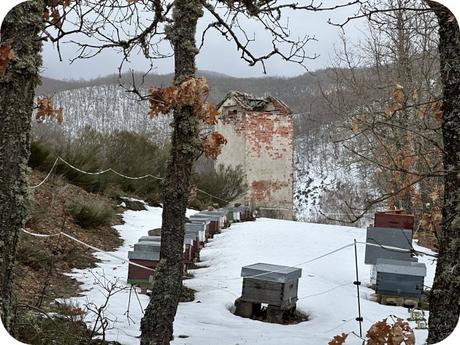 Fauna Montaña Palentina - Abejas Fauna Montaña Palentina - Abejas