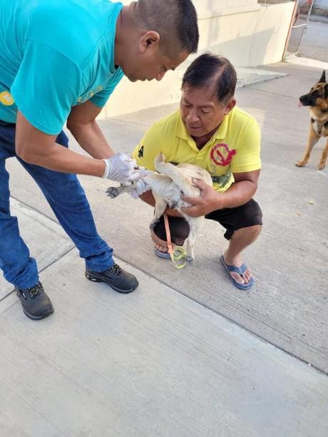 Más de 20 mil cirugías gratuitas de esterilización impulsan el bienestar animal en San Luis Potosí Más de 20 mil cirugías gratuitas de esterilización impulsan el bienestar animal en San Luis Potosí