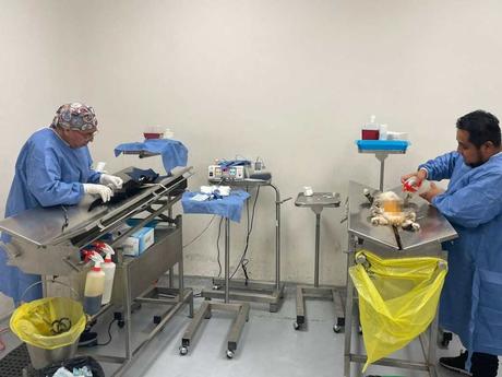 Más de 20 mil cirugías gratuitas de esterilización impulsan el bienestar animal en San Luis Potosí