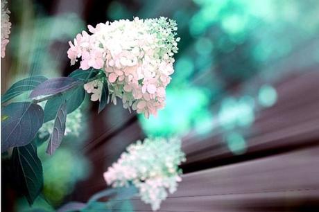 ¡Descubre los secretos de aqua gardens para tu próximo viaje!