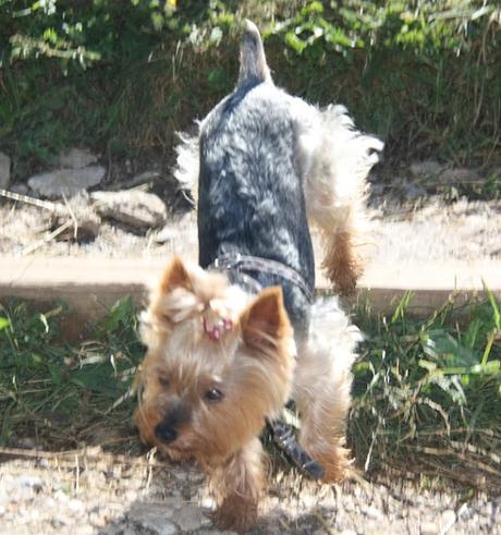 Edén en Montségur, Francia