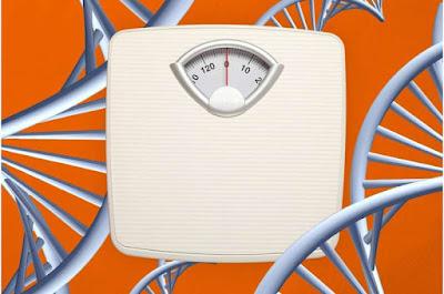 El peso y el metabolismo están determinados por la genética