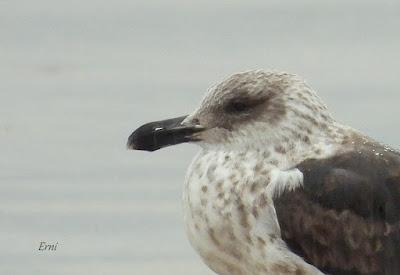 LAREDO, LUGAR DE INVERNADA SI ERES UNA GAVIOTA