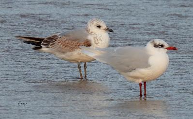 LAREDO, LUGAR DE INVERNADA SI ERES UNA GAVIOTA