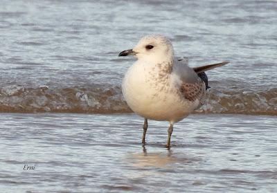 LAREDO, LUGAR DE INVERNADA SI ERES UNA GAVIOTA
