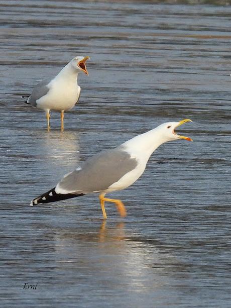 LAREDO, LUGAR DE INVERNADA SI ERES UNA GAVIOTA