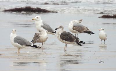 LAREDO, LUGAR DE INVERNADA SI ERES UNA GAVIOTA