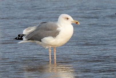 LAREDO, LUGAR DE INVERNADA SI ERES UNA GAVIOTA