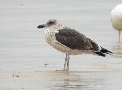 LAREDO, LUGAR DE INVERNADA SI ERES UNA GAVIOTA