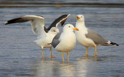 LAREDO, LUGAR DE INVERNADA SI ERES UNA GAVIOTA