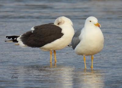 LAREDO, LUGAR DE INVERNADA SI ERES UNA GAVIOTA