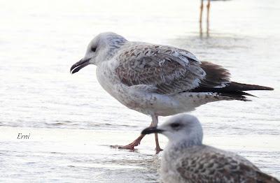 LAREDO, LUGAR DE INVERNADA SI ERES UNA GAVIOTA