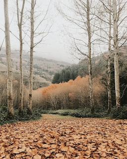 Mocha Mousse: el Color del 2025 según Pantone Mocha Mousse: el Color del 2025 según Pantone