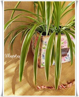 CAJA DE VINO RECICLADA EN MACETERO CAJA DE VINO RECICLADA EN MACETERO